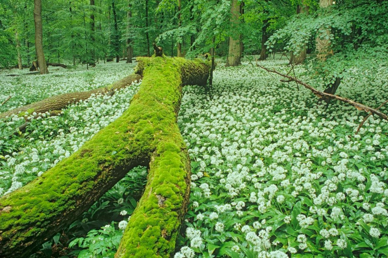 Ferienhaeuser Oberdorla Екстериор снимка